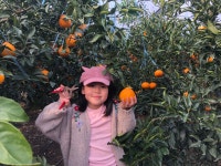 봉지 못난이노지한라봉 10키로/5키로 : 여니파파농장