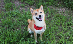 [ 하이코이누 ] 아삭 둥근 수박 강아지 반다나 / 애견 스카프 : 하이코이누