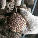 지리산 특산물 생표고버섯 1kg 실속형 건표고 말린 알뜰버섯 : 구례로컬푸드