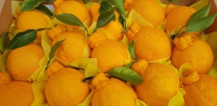 제주 서귀포 한라봉 5kg 10kg 산지직송 싱싱하고 맛있는 한라봉농장 : 동환이네농장