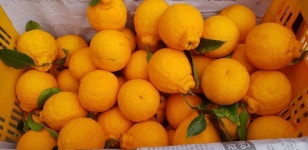 제주 서귀포 한라봉 5kg 10kg 산지직송 싱싱하고 맛있는 한라봉농장 : 동환이네농장