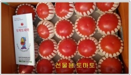 대통령표창 완숙토마토 찰토마토 유럽품종5kg,2.5kg : 토마토피아