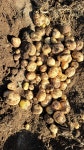 24년 수확 금악farm 제주감자 , 햇감자 5kg,10kg,20kg : 금악팜farm