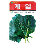 케일종자/1,000립 : 두레농약종묘센터