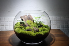 비오톱 이끼 테라리움 만들기 DIY 소자 키트 : 비오토프 갤러리