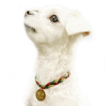 강아지 고양이 인식표 목걸이 이름표 로프형 인디언 오렌지 : 아띠지기