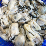 [우리바다식품] 통영 생굴 1kg 2시 이전 주문 당일발송 : 우리바다식품