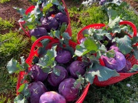 제주산지직송 콜라비 5kg 10kg : 동식농장