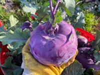 제주산지직송 콜라비 5kg 10kg : 동식농장