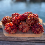 생산자직판 제철 활 멍게 1kg 손질 깐멍게 500g 꽃멍게 자연산 돌멍게 : 일등푸드