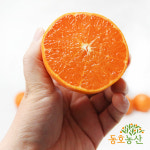 제주 동호농산 직송 천혜향 가정용 5kg : 동호농산