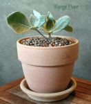 단애의 여왕, 괴근식물, 다육이, 이태리 토분 세트, Forest Floor : Forest Floor