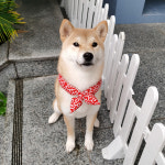 강아지 당초무늬 시바견 시바 당초 스카프 목도리 빨강 M : 킁킁펫