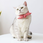 강아지 당초무늬 시바견 시바 당초 스카프 목도리 빨강 M : 킁킁펫