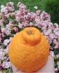 올리수농원 한라봉 10kg : 봄빛귤밭