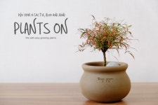 실남천 두갸르송 모카자르13 포함 22cm / 듀가르송 / deuxgarcons Nandina domestica : 플랜츠온