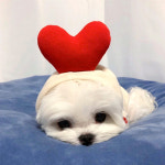 강아지맨투맨 과일면티 봄말티즈옷 토이푸들옷 반려견비숑옷 애견실내복 새끼중형견 소형견외출복 : 나이브몽스