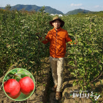 사과나무 사과묘목 미니사과3년생 결실주 : 에버그린농원