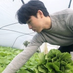 이메골 머위나물 봄나물 머위순 생머위잎 1kg 2kg : 이메골농장