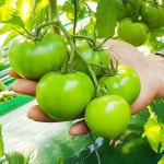 부산명물 오직 부산 대저동에서만 나오는 대저 짭짤이토마토 찰토마토 : 산지도매센타