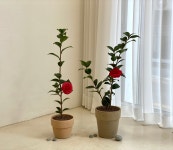 동백 나무 블랙로즈 겨울꽃 야생화 감성 인테리어 식물 카페 거실 화분 : 발루가든