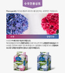 목수국 3년생 수국나무 나무수국 : 에버그린농원