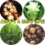 울금 강황 종자 1kg : 목화골 우리농산