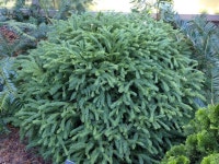 가문비 니드포미스 21cm포트 - 포인트조경 겨울가드닝 조경수 겨울조경 관상수 소나무과 : 더잭팜