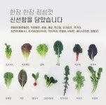 샐러드야채 쌈채소 1kg 로메인 그린비타민 루꼴라 쌈야채 치커리 적근대 모듬쌈 케일 : 짱아찌네 농장