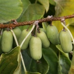 슈퍼점보 포트묘 ( 다래 / 묘목 / 과실수 ) : 다원나무팜