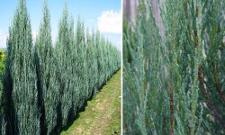 침엽수 특선 - 블루애로우 (3치, P9포트묘) : 나무수 가든센터