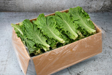 채소팜 로메인 1.8kg~2kg 잎로메인 로메인상추 : 채소팜