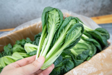 채소팜 다채 1.8kg~2kg 비타민채소 : 채소팜