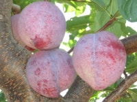 크고 맛있는 왕자두나무 접목1년생 특묘 : 남림원예종묘