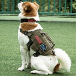 원티그리스 비스트모조 강아지 고양이 하네스 소형견 중형견 목줄 가슴줄 앞고리 앞섬방지 : LTDO