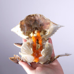 넉넉수산 국내산 알가득 몸통 중량 급랭 몽당 암꽃게 3,4,5,6미 1kg : 넉넉수산