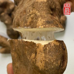 안동 보람농장 산마 알뜰 5kg, 1개 : 보람팜
