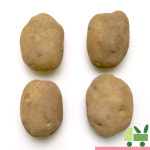 감자 10Kg (왕) : 사라상회