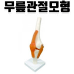 무릎관절모형, 인대표현 : 이풍상회