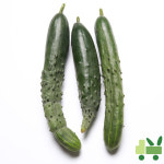 취청오이 (청오이) 10Kg (보통) : 사라상회
