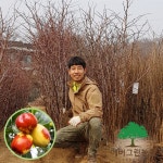 사과 대추나무묘목 2년 접목1년생 상묘 : 에버그린농원