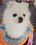 추위에 민감한 반려동물 겨울용품 야외 산책 멀티워머 강아지 침낭 그레이 오렌지 : 하비펫하우스