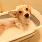 강아지 접이식 욕조 애견 고양이 펫 반려견 스파 반신욕 개욕조 : 개뽐뿌