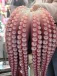 다리+머리1kg/안동문어/참문어/문어숙회/제수용/선물용 주문시 바로 삶아 배송 해드립니다 : 안동강구문어