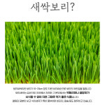 순수 새싹보리 착즙 분말 가루 200g 효능 아침대용식 간편식 폴리페놀 : 빅원더