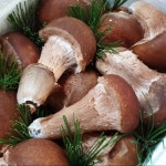 버섯 재배 참송이 송이 버섯 명절 부모님 선물 세트 : 맛있는 제철과일