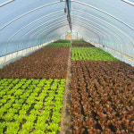 모듬쌈 샐러드야채 1kg 로메인 케일 적근대 그린비타민 루꼴라 치커리 : 짱아찌네 농장