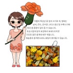 무농약 소믈리에 전문가 메리골드 꽃차 : 진리바미샾