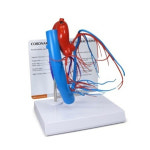 미국 심장 관상동맥 모형 G2575 : 위너메디칼