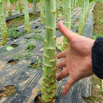 국내산 생 궁채 1kg 줄기상추 줄기나물 뚱채 : 맛담
